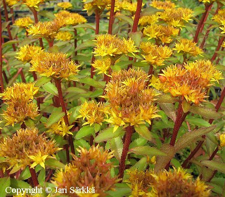 Sedum aizoon  'Aurantiacum'